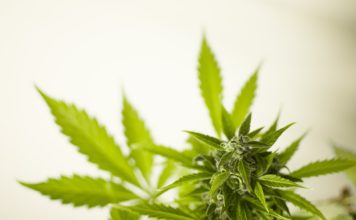 U Britaniji legalizirana upotreba kanabisa u medicinske svrhe kanabis, marihuana, medicinska marihuana