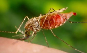 Novoodobreni lijek može biti blagodat u liječenju malarije Anopheles mosquito