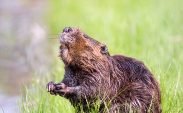Zaigrani narkoman pokušao iskoristiti dabra Dabar