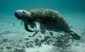 Nevidljivi gen čini morske sisavce osjetljivima na neke otrove mantee