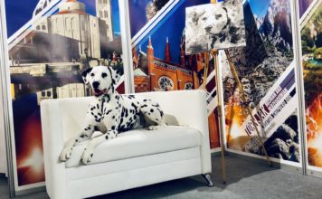 Hrvatski dalmatiner DuDu proglašen naljepšim psom Europe dudu, dalmatinski pas, kinologija, izložbe pasa