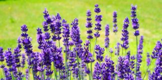 Ekstraktom lavande protiv tjeskobe Lavanda