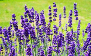 Ekstraktom lavande protiv tjeskobe Lavanda