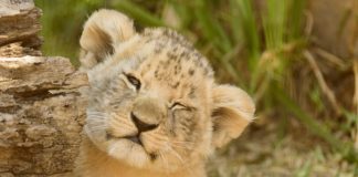 Ženka labradora ‘posvojila’ lavića kojeg je odbacila majka lav, lavić, lavovi