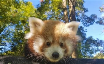 Beba crvene pande napunila tri mjeseca, ZOO čeka vaše prijedloge za ime! crvena panda, zoo zagreb, zoološki vrt