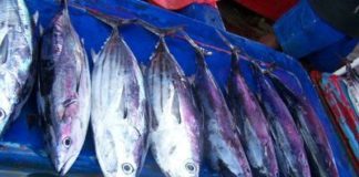 Međunarodna komisija za očuvanje atlanskih tuna i dalje bez odgovora na prekomjerni izlov Tuna, riba, ulov