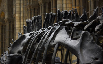 Paleontolozi otkrili fosile nove vrste dinosaura usred argentinske pustinje dinosauri