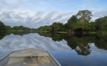 Deforestacija Amazone najgora u posljednjih 10 godina Amazona, šuma