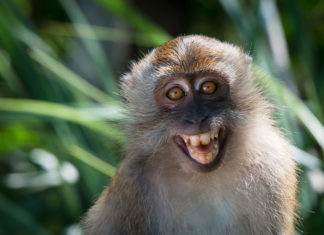 Kina klonirala genetski izmijenjenog majmuna radi istraživanja poremećaja spavanja majmun