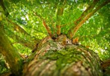 Švedski znanstvenici proizveli gorivo iz drvnih ostataka drvo, priroda