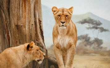 Kratki vodič za safari u Africi – na što sve trebate paziti prilikom organizacije putovanja dvije lavice u divljini, safari, afrika