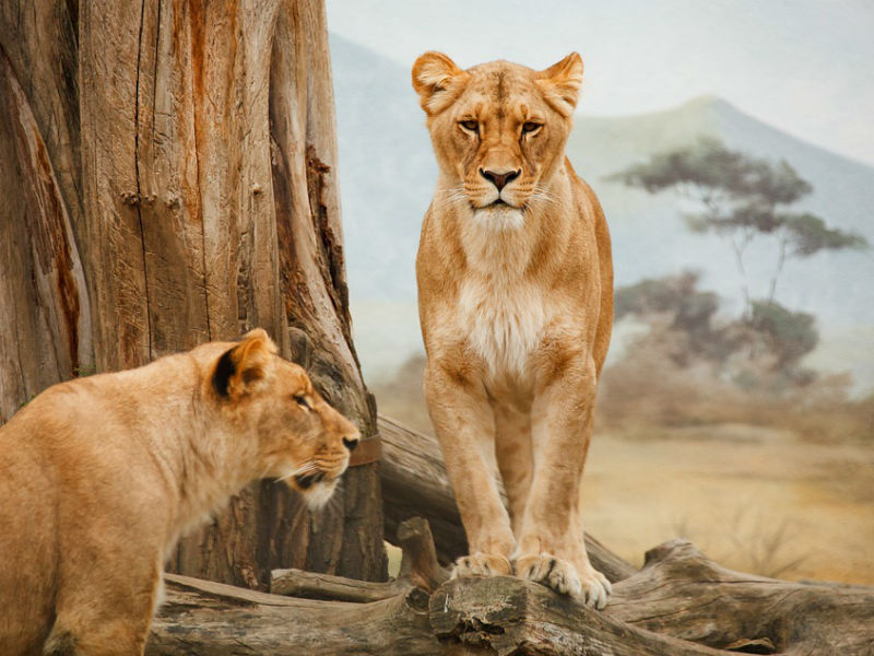 dvije lavice u divljini, safari, afrika