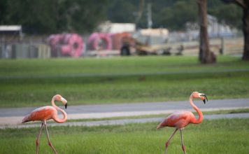 Bujanje prirode i okoliša kao pozitivan rezultat teške situacije životinje, flamingosi, priroda